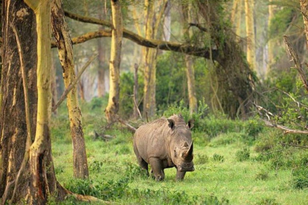 Ujung Kulon Milli Parkı