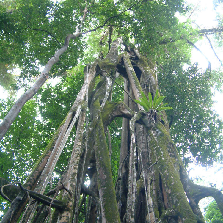 Ujung Kulon Milli Parkı