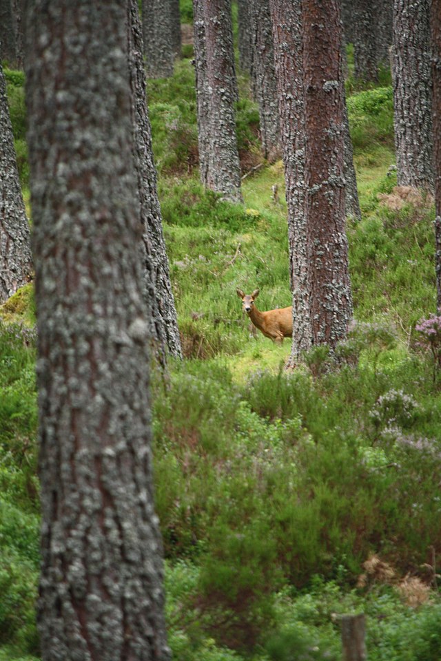 Cairngorms Milli Parkı